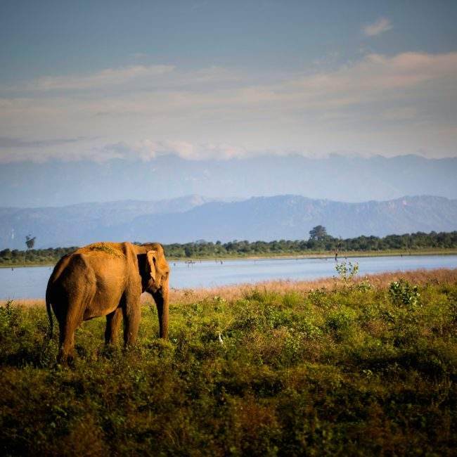 Udawalawe