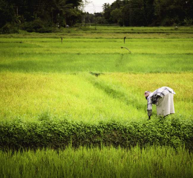 trek 3 temples région Kandy