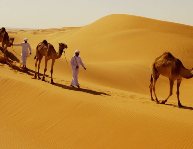 Chameaux d'Arabie