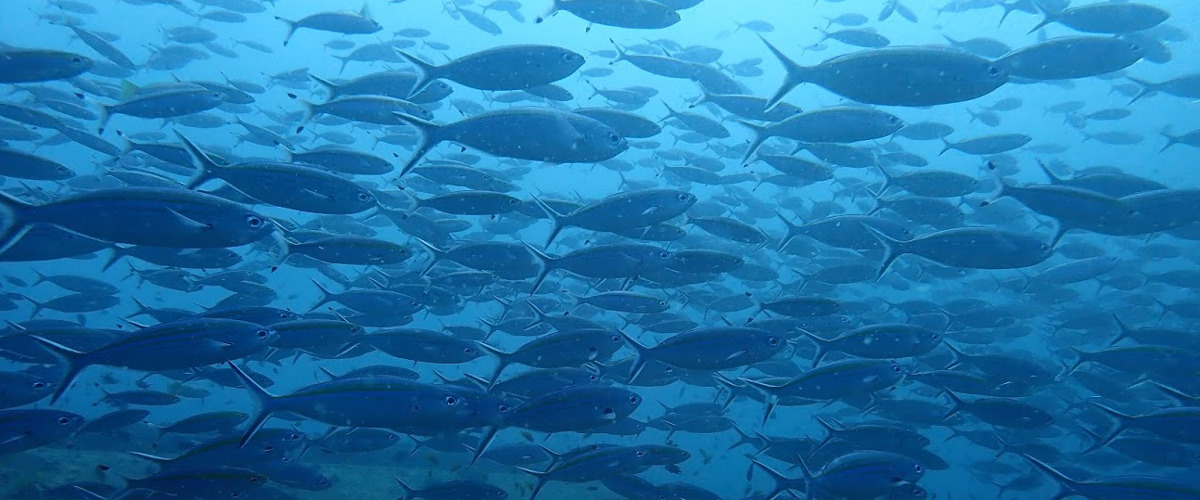 Faune sous-marine au Sri Lanka - plongée