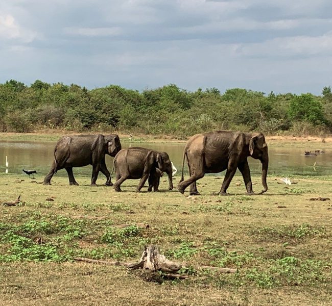 Sri Lanka après le confinement