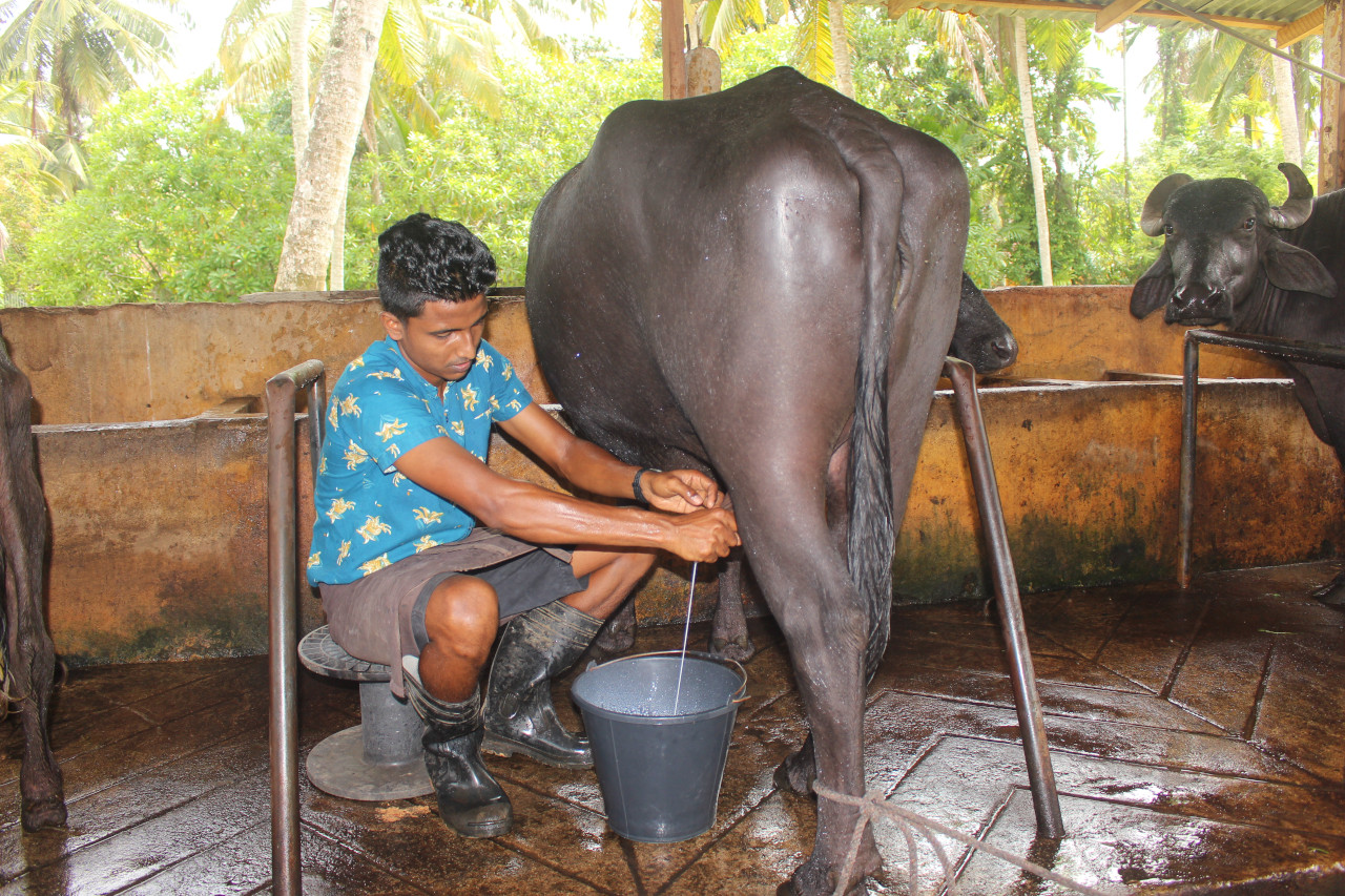 Volontariat dans une ferme