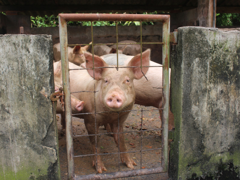 Volontariat dans une ferme