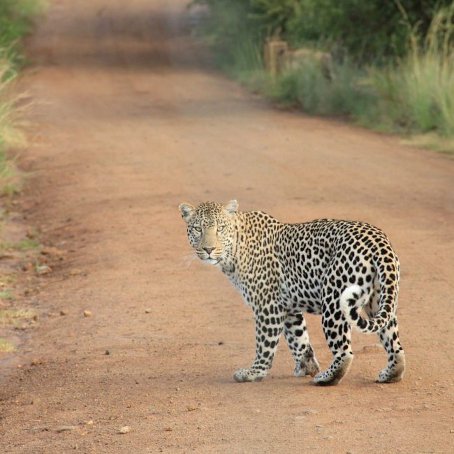 parc national de Wilpattu Sri Lanka