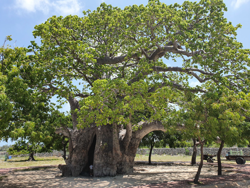 baobab delft sri lanka baobab delft island
