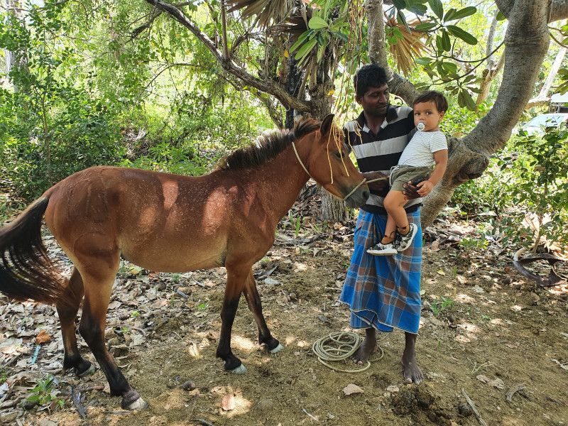 cheval delft léon île de Delft cheval delft sri lanka