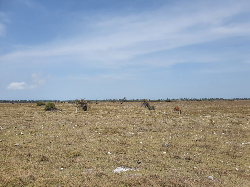 plaines chevaux sauvages delft chevaux sauvages delft island